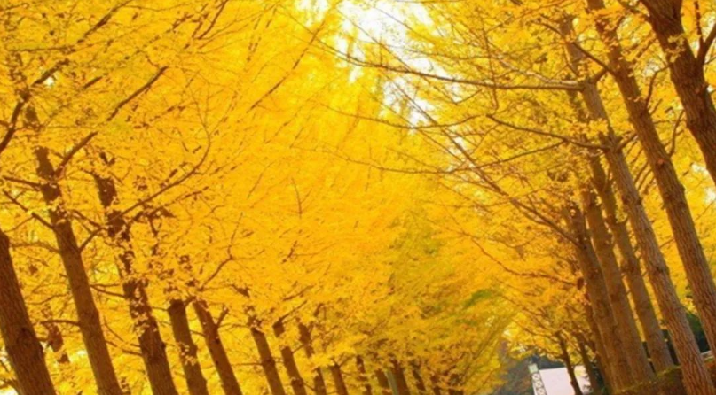 1609141857112213.png image.png